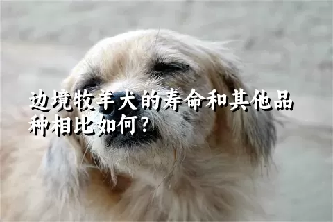 边境牧羊犬的寿命和其他品种相比如何？