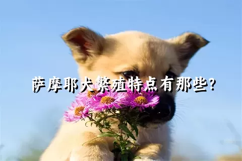 萨摩耶犬繁殖特点有那些？