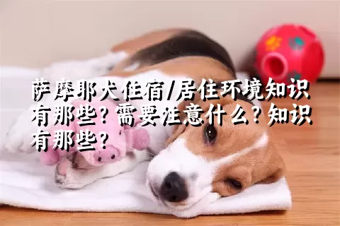 萨摩耶犬住宿/居住环境知识有那些？需要注意什么？知识有那些？