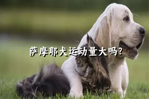 萨摩耶犬运动量大吗？