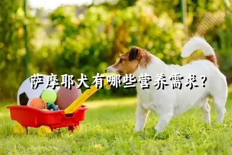 萨摩耶犬有哪些营养需求？