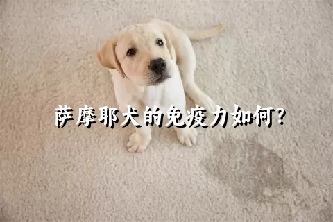 萨摩耶犬的免疫力如何？