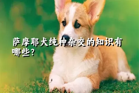 萨摩耶犬纯种杂交的知识有哪些？ 