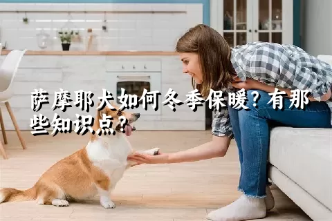 萨摩耶犬如何冬季保暖？有那些知识点？