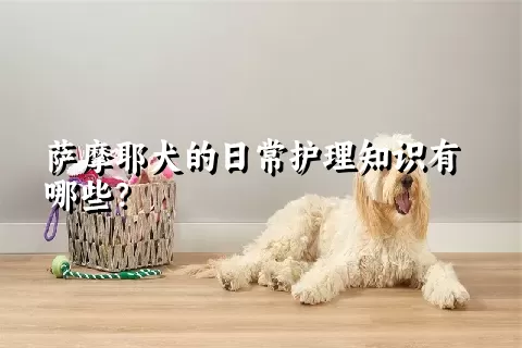 萨摩耶犬的日常护理知识有哪些？