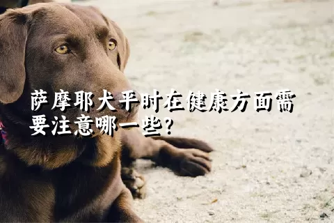 萨摩耶犬平时在健康方面需要注意哪一些？