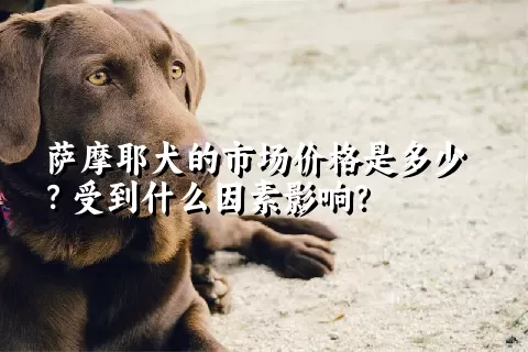 萨摩耶犬的市场价格是多少？受到什么因素影响？