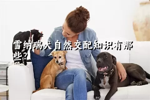 雪纳瑞犬自然交配知识有那些？