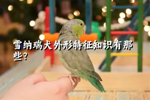 雪纳瑞犬外形特征知识有那些？