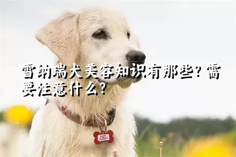 雪纳瑞犬美容知识有那些？需要注意什么？