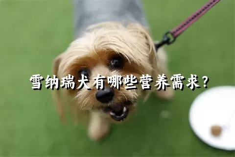 雪纳瑞犬有哪些营养需求？