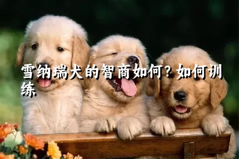 雪纳瑞犬的智商如何？如何训练