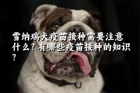 雪纳瑞犬疫苗接种需要注意什么？有哪些疫苗接种的知识？