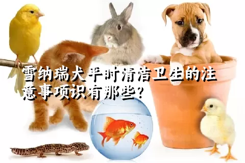 雪纳瑞犬平时清洁卫生的注意事项识有那些？ 