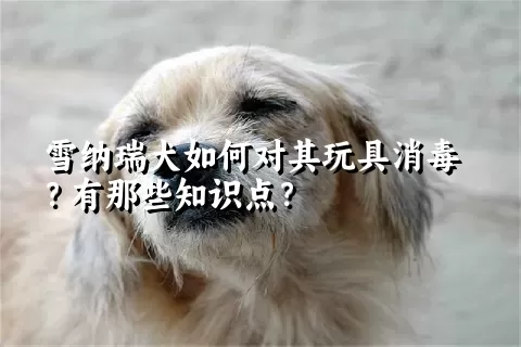 雪纳瑞犬如何对其玩具消毒？有那些知识点？