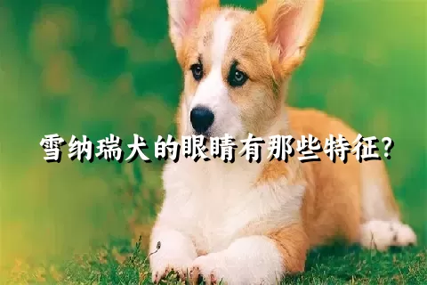 雪纳瑞犬的眼睛有那些特征？