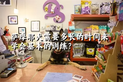 萨摩耶犬需要多长的时间来学会基本的训练？