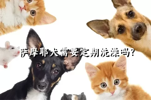 萨摩耶犬需要定期洗澡吗？