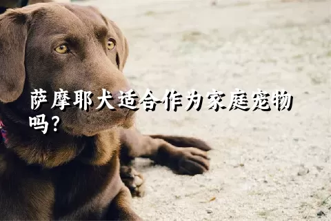 萨摩耶犬适合作为家庭宠物吗？