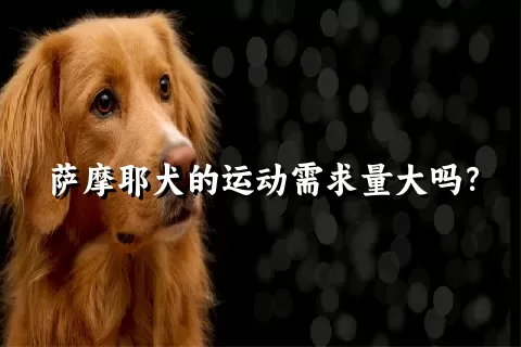 萨摩耶犬的运动需求量大吗？