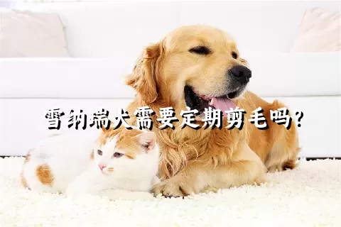 雪纳瑞犬需要定期剪毛吗？