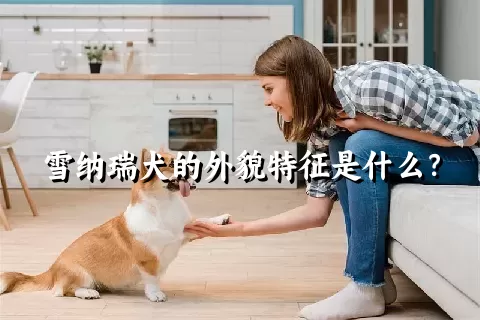 雪纳瑞犬的外貌特征是什么？