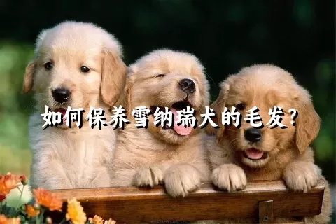 如何保养雪纳瑞犬的毛发？