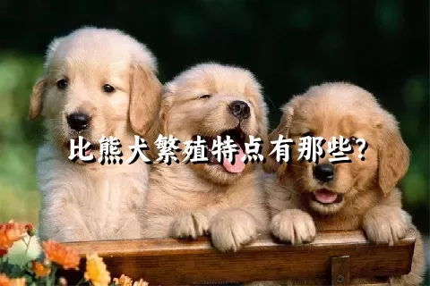 比熊犬繁殖特点有那些？