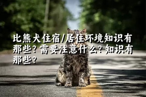 比熊犬住宿/居住环境知识有那些？需要注意什么？知识有那些？