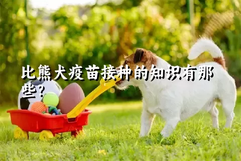 比熊犬疫苗接种的知识有那些？