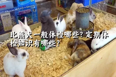 比熊犬一般体检哪些？定期体检知识有哪些？