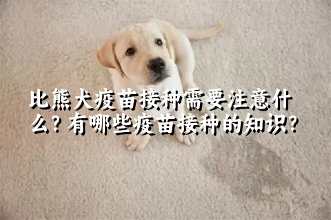 比熊犬疫苗接种需要注意什么？有哪些疫苗接种的知识？