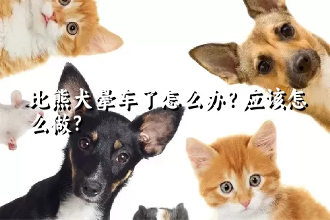 比熊犬晕车了怎么办？应该怎么做？