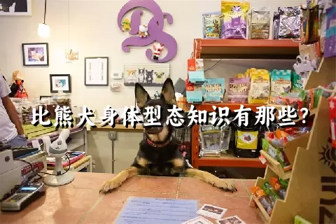 比熊犬身体型态知识有那些？