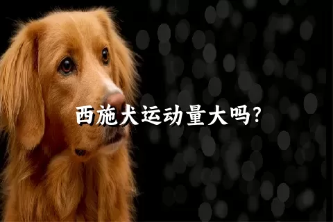 西施犬运动量大吗？