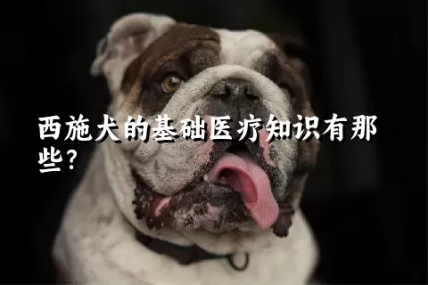 西施犬的基础医疗知识有那些？