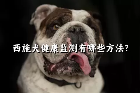 西施犬健康监测有哪些方法？