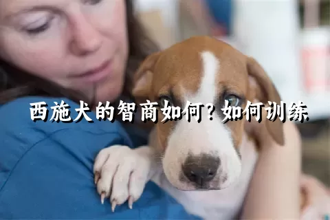 西施犬的智商如何？如何训练