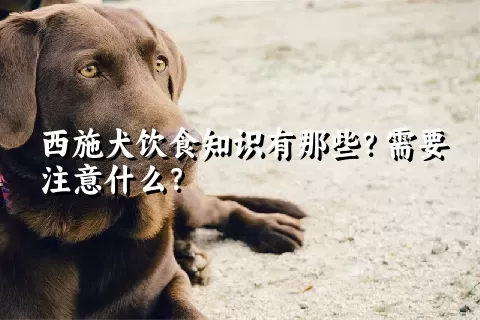 西施犬饮食知识有那些？需要注意什么？