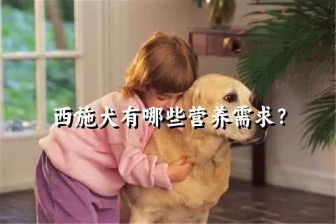 西施犬有哪些营养需求？