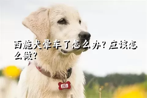 西施犬晕车了怎么办？应该怎么做？