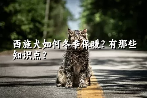 西施犬如何冬季保暖？有那些知识点？