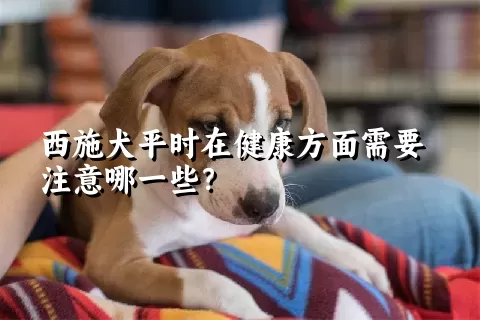 西施犬平时在健康方面需要注意哪一些？