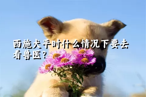 西施犬平时什么情况下要去看兽医？ 