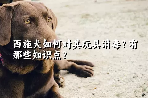 西施犬如何对其玩具消毒？有那些知识点？