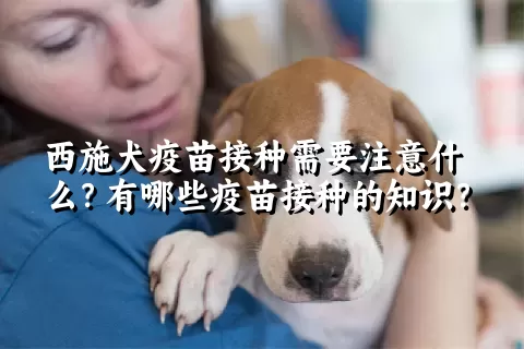 西施犬疫苗接种需要注意什么？有哪些疫苗接种的知识？