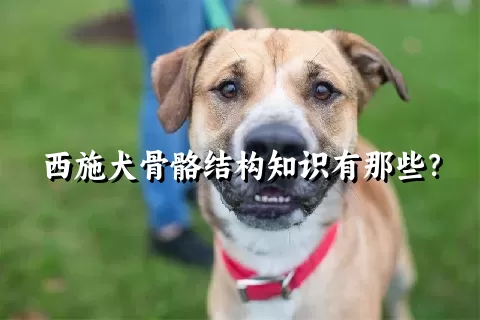 西施犬骨骼结构知识有那些？