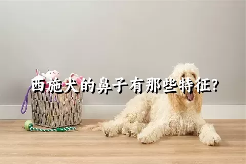 西施犬的鼻子有那些特征？