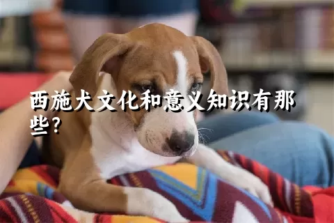 西施犬文化和意义知识有那些？