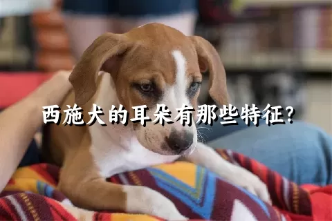 西施犬的耳朵有那些特征？